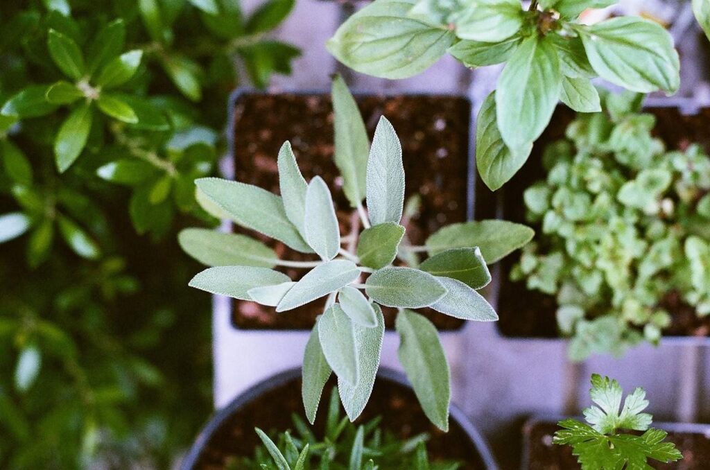 moving plants