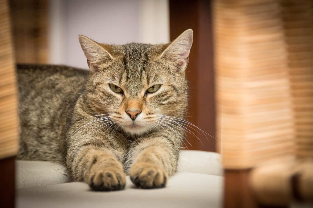 myhouseremovals - moving house with cat