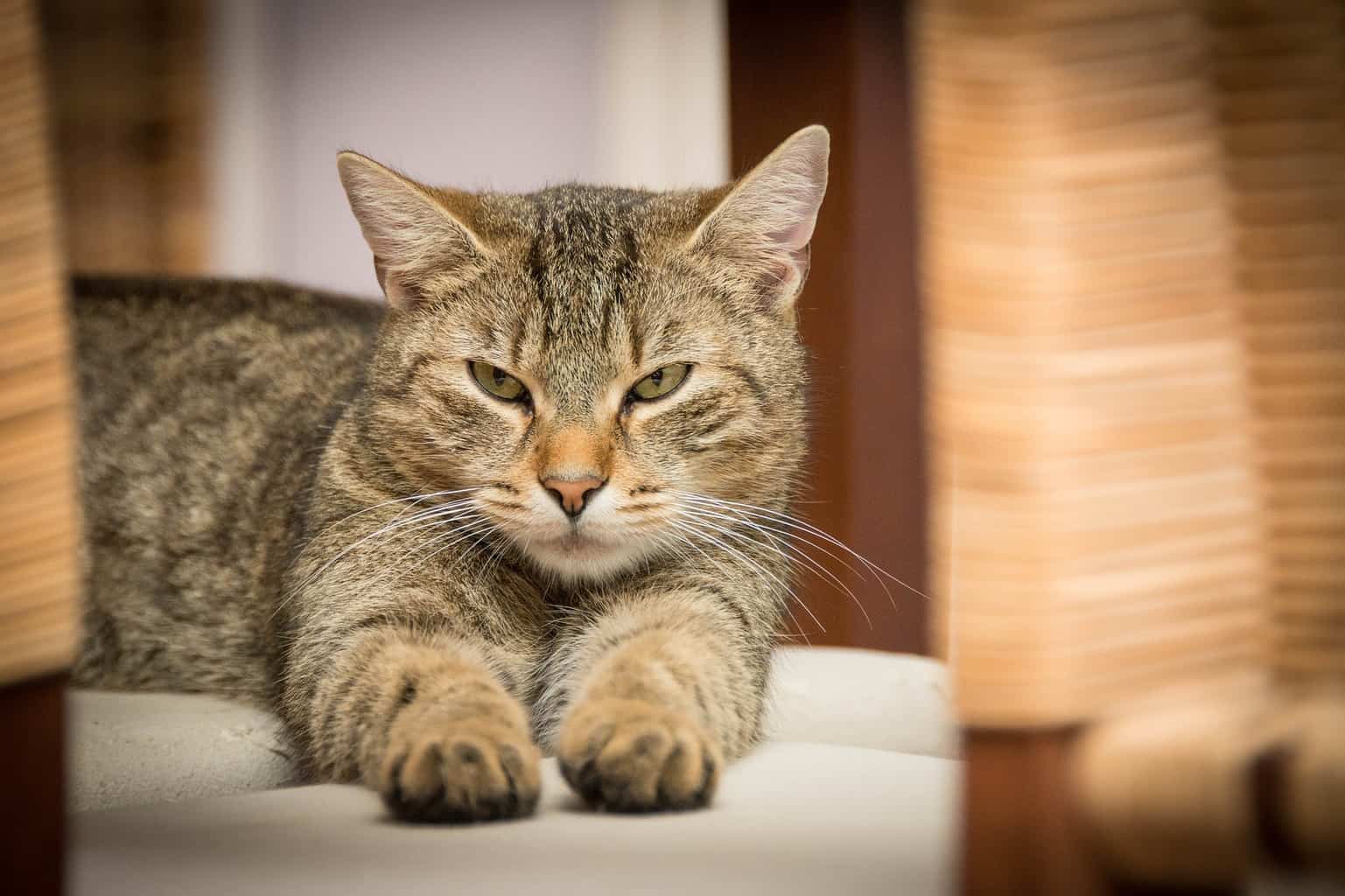 myhouseremovals - moving house with cat
